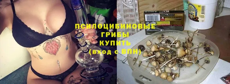 площадка официальный сайт  Карачаевск  Псилоцибиновые грибы мицелий 